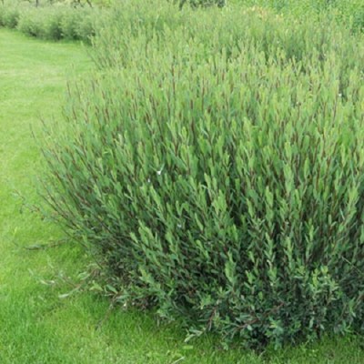 Salix purpurea Gracilis / Uráli csigolyafűz